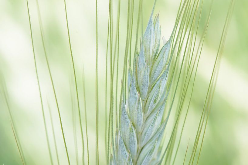 Winter wheat by Evelien IJpelaar