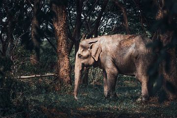 Asiatischer Elefant Im Rampenlicht Bildende Kunst
