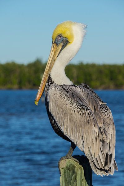 USA, Florida, Sideview of a brown pelican standing before water by adventure-photos