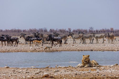 Namibië: een land van uitersten en adembenemende schoonheid.