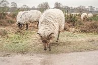 Tough sheep on the moors. by Alie Ekkelenkamp thumbnail