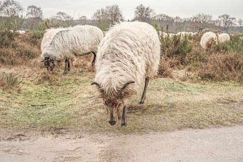 Stoer schaap op de heide.