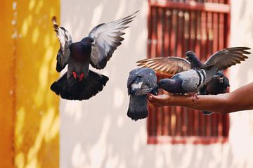Feeding pigeons in Cartagena de Indias, Colombia by Carolina Reina