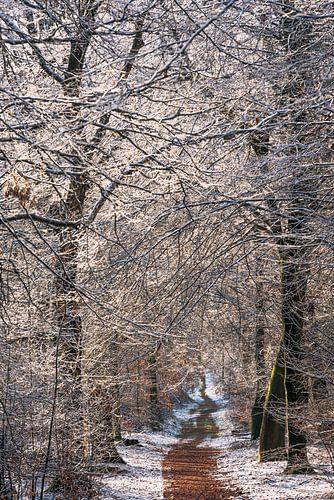 Winter forest by René Jonkhout