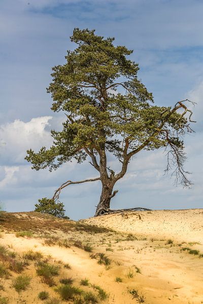 Veluwe-Baum von Guy Lambrechts Fotografie