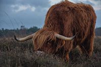 Schotse hooglander