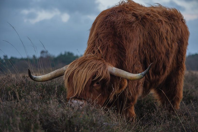 Scottish Highlander by Anouk Poelstra