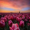 Springtime sunrise in the Netherlands van Costas Ganasos