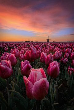 Springtime sunrise in the Netherlands van Costas Ganasos