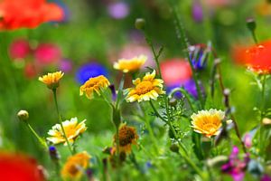 Blumenwiese