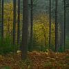 Herbst im Speulder Wald von Ton van den Boogaard