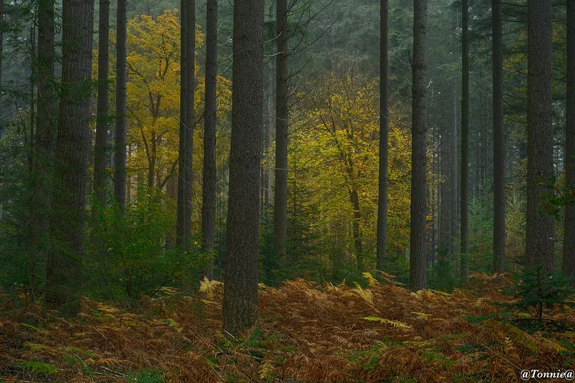 Herfst in het Speulderbos van Ton van den Boogaard