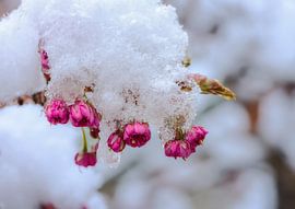 Schneebedeckte rosa Kirschblüten von ManfredFotos