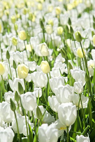 Witte tulpen, bollenveld