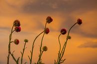 De schoonheid van een distel  van Jeroen Vande Voorde thumbnail