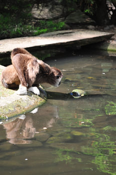 nieuwsgierige aap curious monkey