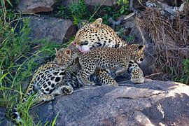 Leopardin m. Jungen von Peter Michel