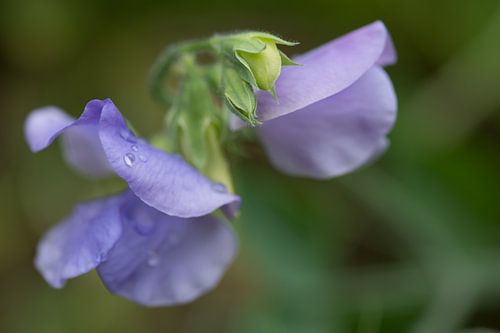 Teer paars na een regenbui