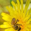 Honeybee on Dandelion Vertical by Iris Holzer Richardson
