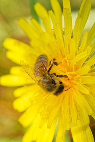 Abeille sur pissenlit vertical