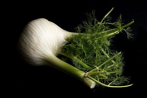 Fenchel auf schwarzem Hintergrund