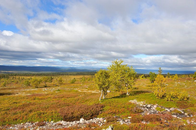 Nationalpark Sonfjället von Karin Jähne