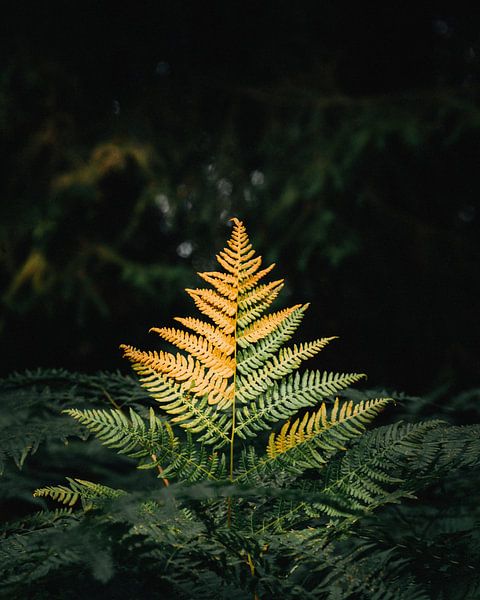 Die goldene Farn von Jakub Wencek