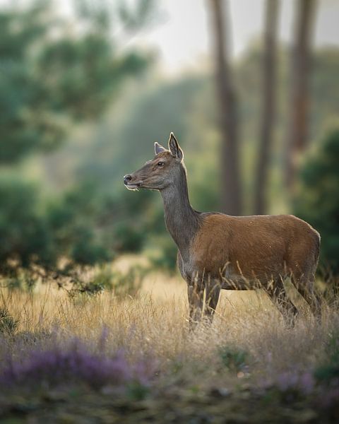 Red deer doe on the Veluwe by Tom Zwerver