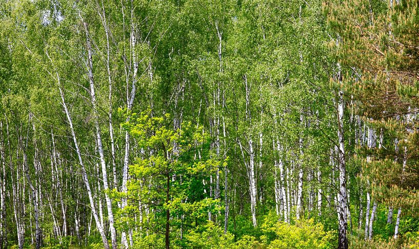 Panorama de la forêt de bouleaux par Thomas Jäger