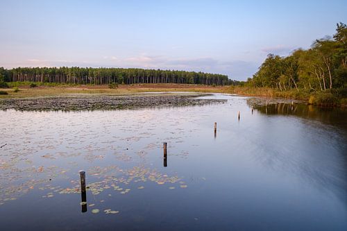 Paaltjes in het water