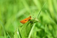 Kleine vlinder van Gerard de Zwaan thumbnail