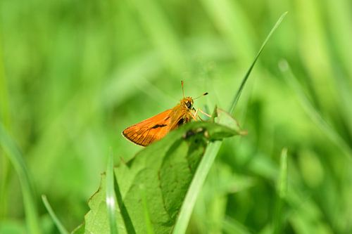 Petit papillon
