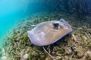 Southern Stingray by Joost van Uffelen