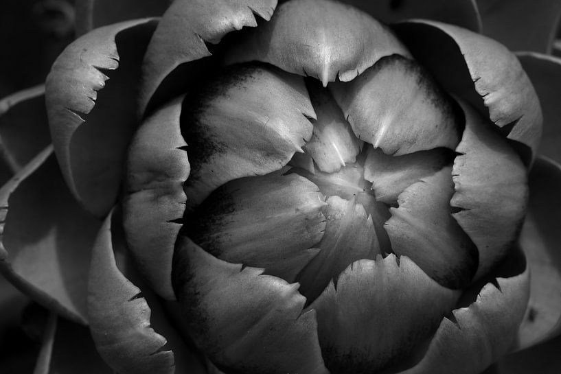 Artichoke by Jörg Hausmann