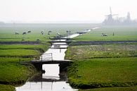 Typisch Hollands polderlandschap met koeien en molens in Leimuiden van Peter de Kievith Fotografie thumbnail
