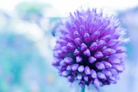 Power Flower 2