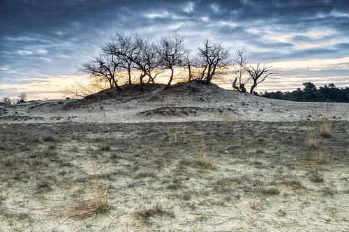 Dune landscape at sunrise