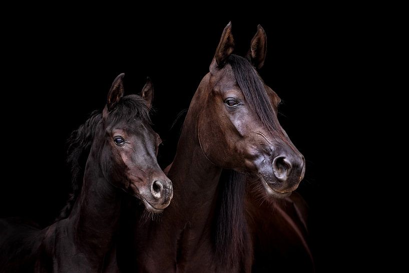 Moeder en zoon arabier van gea strucks