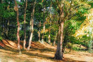 Boslandschap in herfstkleuren