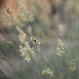 Plant rust en kleur aan de muur van Manon Ruitenberg