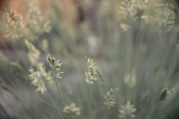 Plant rust en kleur aan de muur
