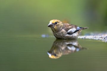 Apple Finch