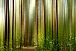 Dans la forêt