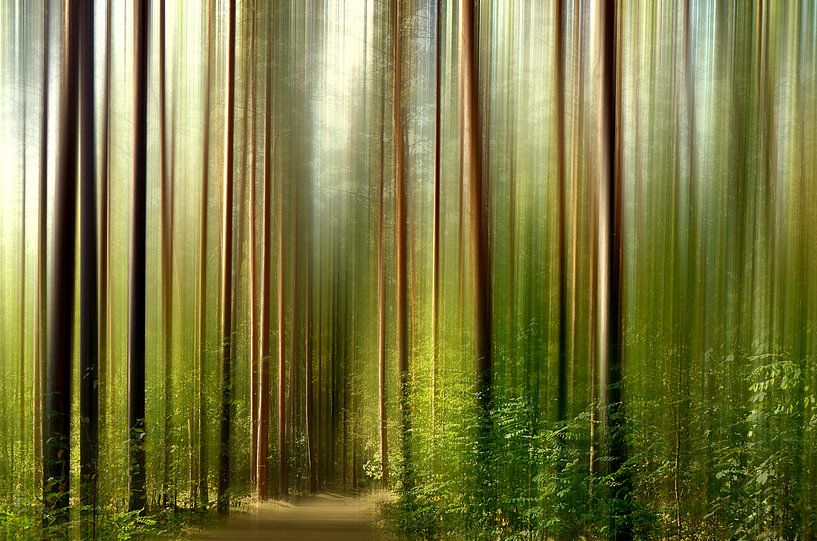 In het bos van Violetta Honkisz