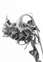 Ornamentale Sonnenblume, Schwarz-Weiß-Foto