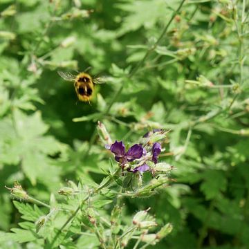 Utrecht - Oude Hortus bij vliegt naar bloem of juist weg van Wout van den Berg