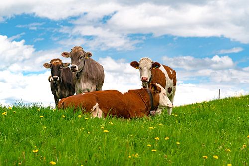Allgäu koeien in een paardenbloem weide