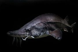 Schwimmt aus der urzeitlichen Dunkelheit Stör Beluga Fisch isoliert schwarzem Hintergrund von Michael Semenov