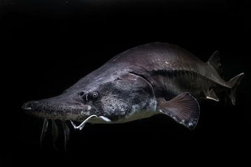 Drijft uit de oerduisternis Steur beluga vis geïsoleerde zwarte achtergrond van Michael Semenov