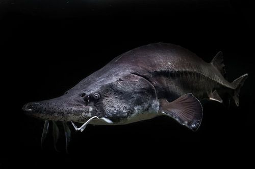 Floats out of the primeval darkness  Sturgeon beluga fish isolated black background